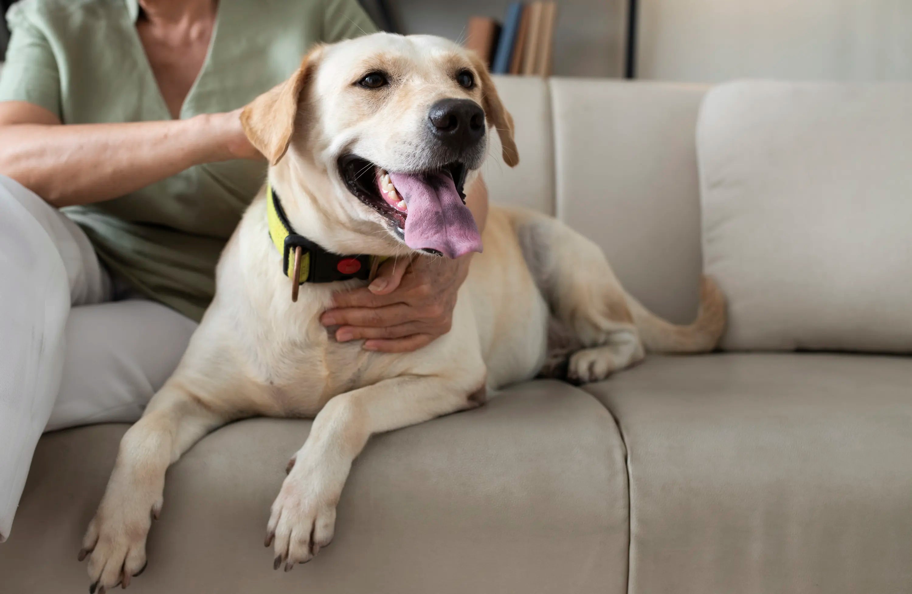 Pet-Friendly Upholstery Fabric for Your Home